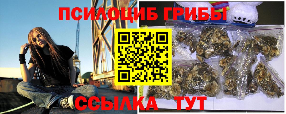 Галлюциногенные грибы Psilocybe Сургут